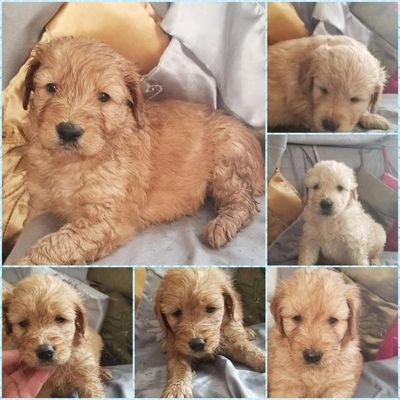 Goldendoodles Golden Beauties Driven To Doodles Llc