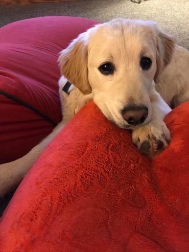 golden retriever puppy