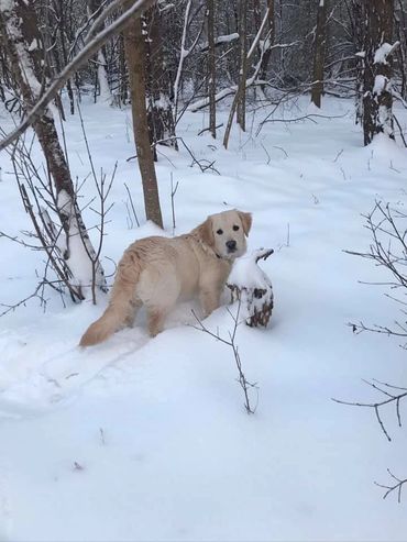 golden retriever 