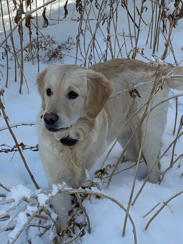 golden retriever 