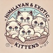 Himalayan & Exotic Kittens 