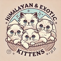 Himalayan & Exotic Kittens 