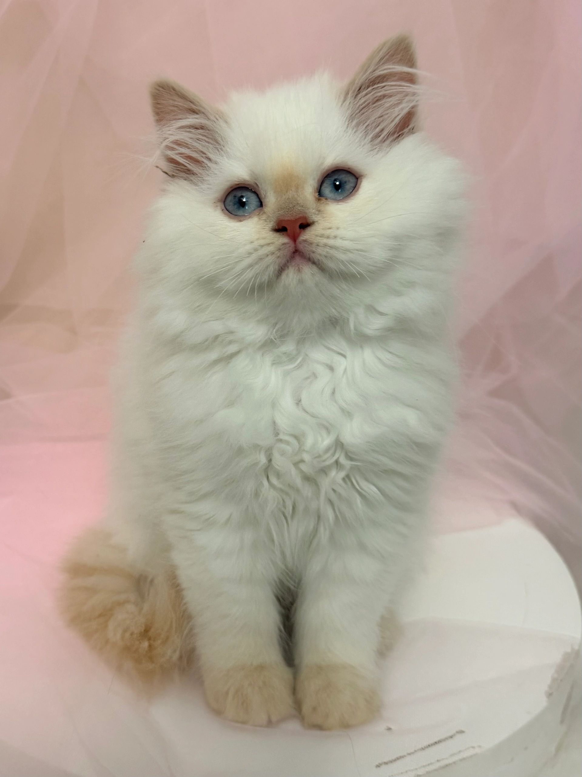 ディスプレイサーの仔猫/Displacer Kitten (英語版)2枚 ディスプレイサーの仔猫/Displacer Kitten (英語版)2枚 EX+]