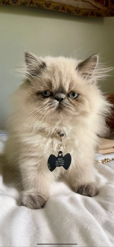 Himalayan and Exotic Kittens