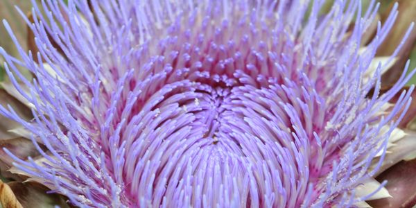 Artichoke bloom - Landscape Architecture and Environmental Planning and Design