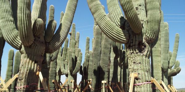 Salvaged Saguaro Cactus - Environmental Planning and Design