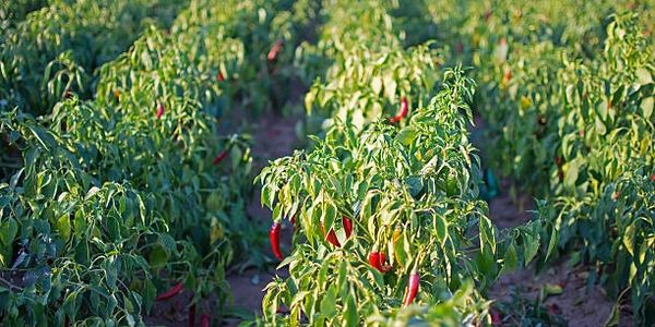 Rows of chili pepper plants with ripe red peppers in a sunny field.