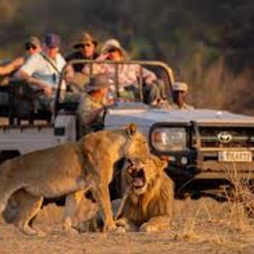 Lions mâles du parc Kruger