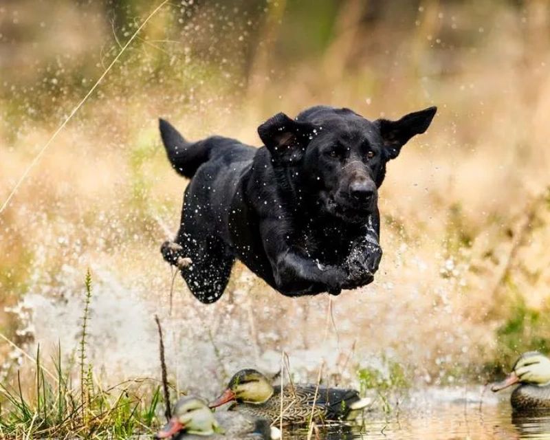 Lost Pines Retriever Club AKC Retriever Hunt Test Training