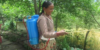 A woman spraying plants with a blue backpack sprayer in a garden Nepal, Humla.