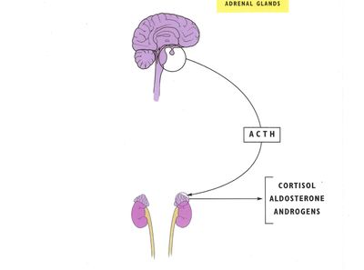 Adrenal Glands