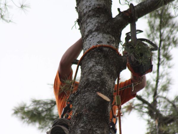Person using a chainsaw to cut a tree while climbing.