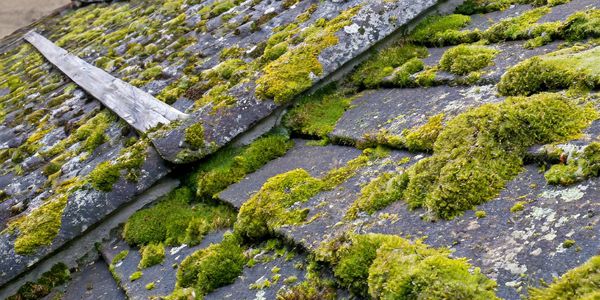 Moss and lichen covering a roof