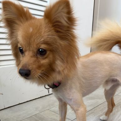 Small dog with trimmed body and fluffy head and tail.