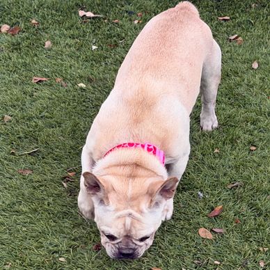 French Bulldog sniffing the grass.
