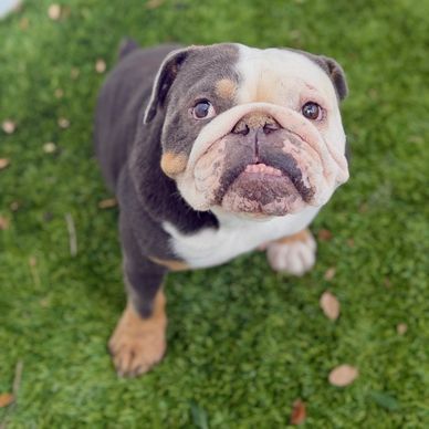 Cute bulldog looking up on grass.