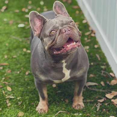 Happy French Bulldog standing on grass.