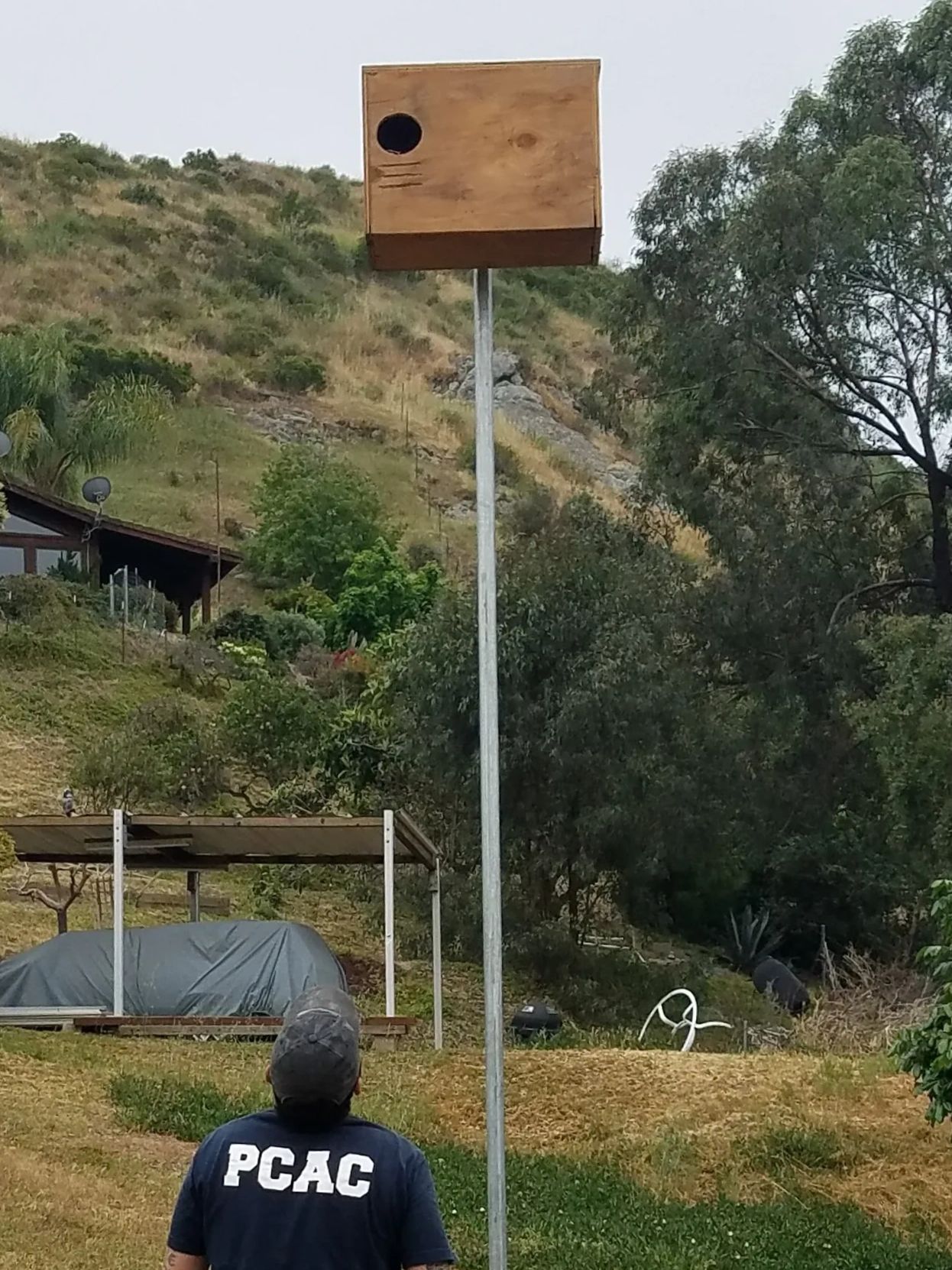 A wood owl box on top of a pole. The installer with "PCAC" on the back of his shirt looks up at it 