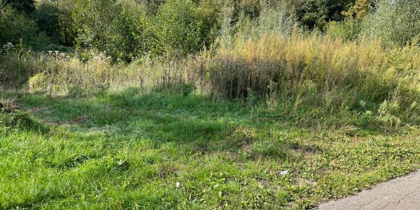 A grassy field with wild plants and trees in the background under sunlight.