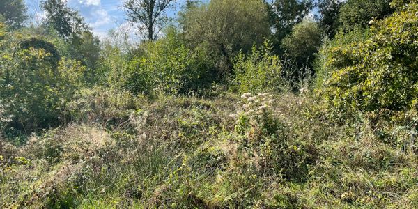 A sunny wild meadow with various shrubs and trees under a blue sky.