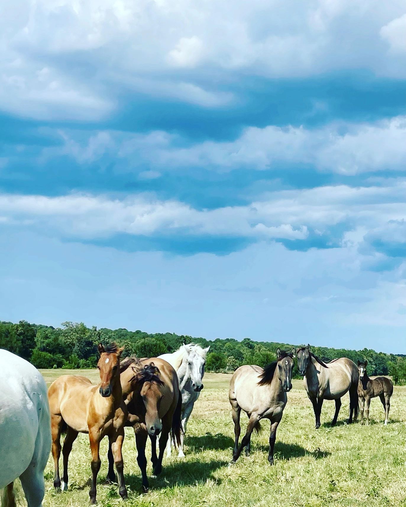 horseback-riding-lessons-in-arkansas-horsemanship-taught-in-arkansas