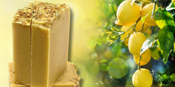 Handcrafted soap bar with oats beside a lemon tree full of ripe lemons.
