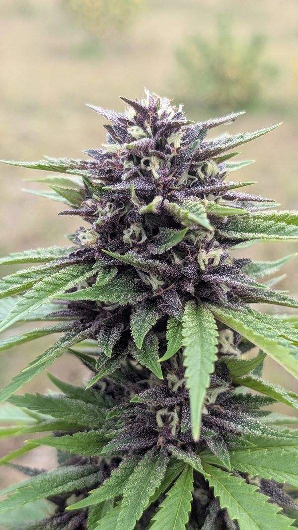 Blueberry Melon Breath - 2025 Hugs Outdoor