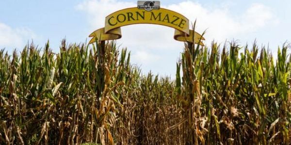 Entrance to a corn maze with tall corn stalks.
