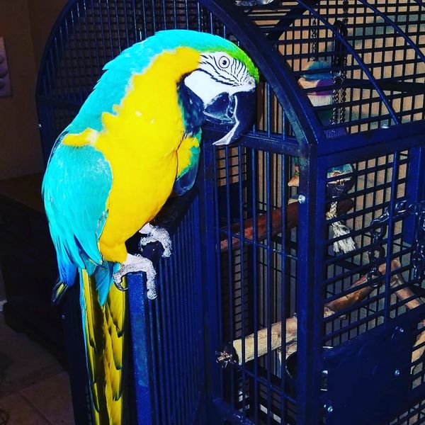 Blue and Gold macaw at Central Florida Parrot Sanctuary and Parrot Rescue on a cage