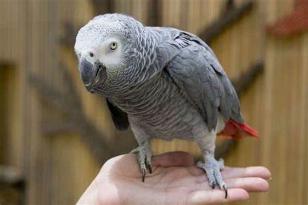 African Grey standing on palm