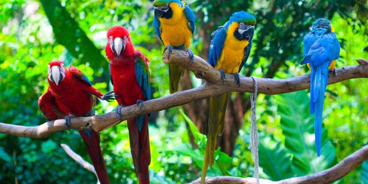 Lots of parrots sitting on a branch at Central Florida Parrot Sanctuary and Parrot Rescue
