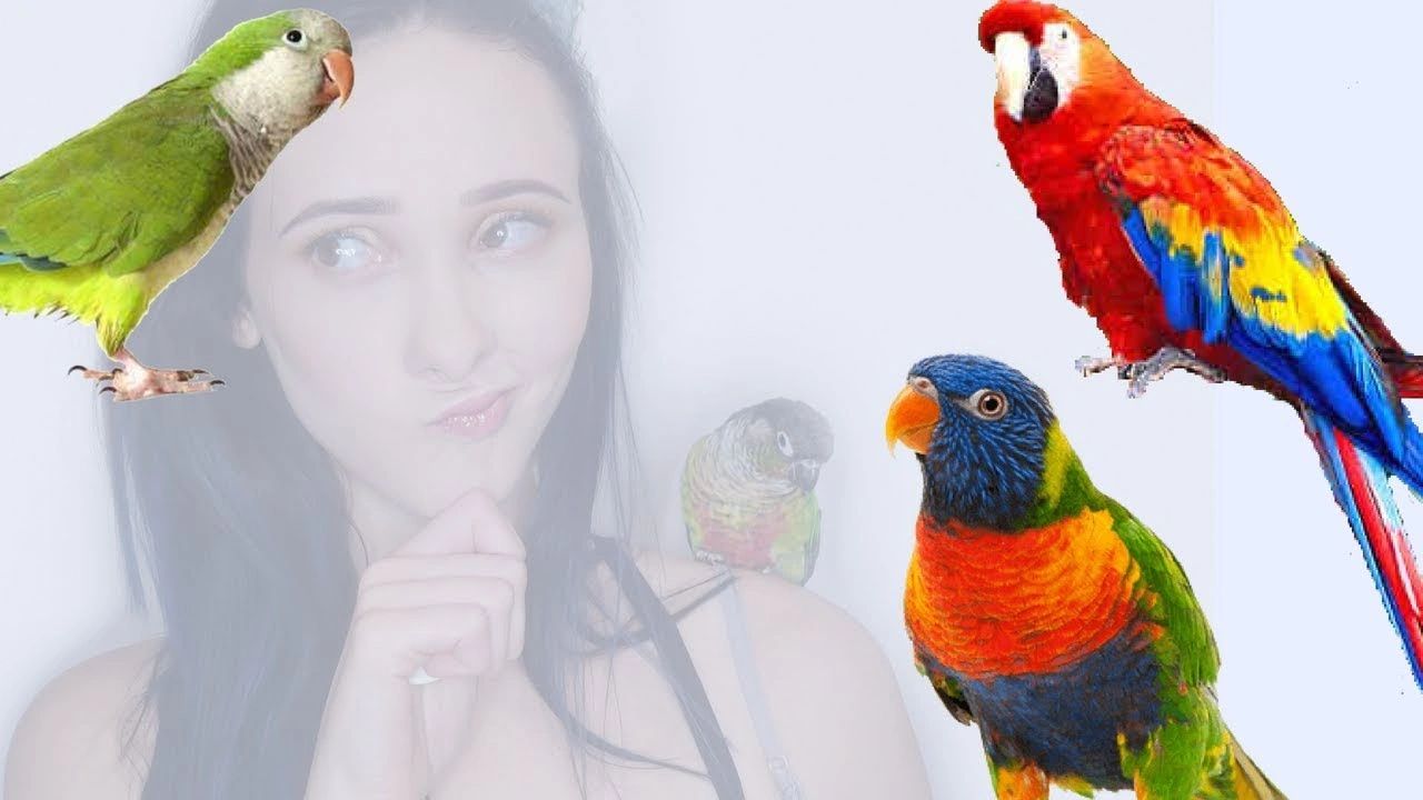 Lady thinking with Quaker, Scarlet Macaw and Lorikeet. 