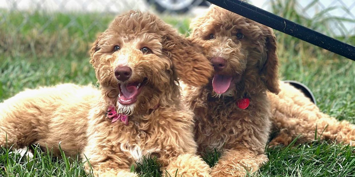 Two happy curly-haired poodle puppiews lying on the grass.