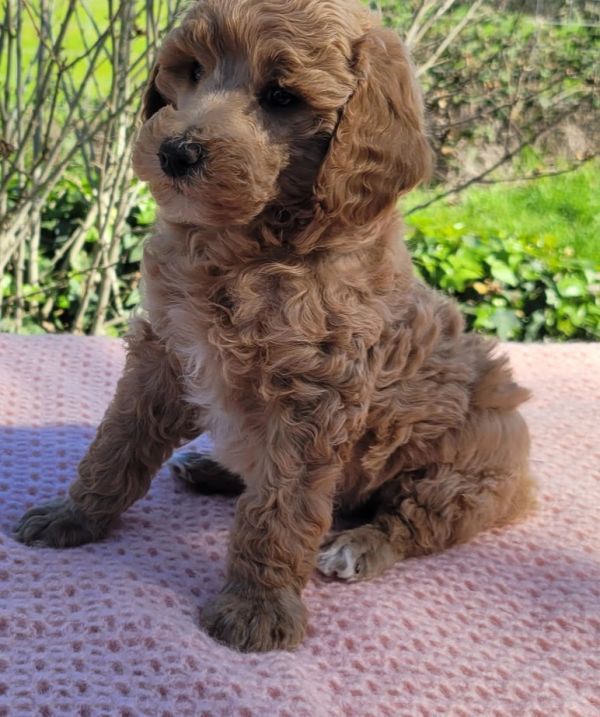 Moyen Poodle Puppies