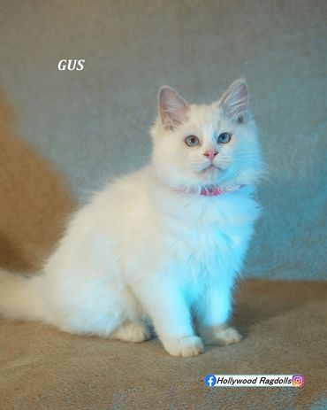 Hi I’m Gus, a lilac bicolor male,
about 5 months old kitten. Im very friendly, well mannered,
Loves 