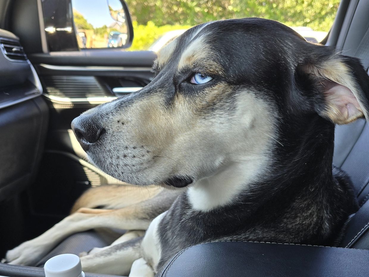 Close-up of a dog with blue eyes sitting in a car seat.