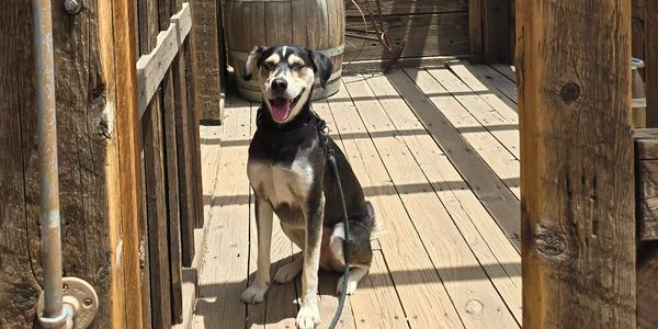 Happy dog sitting on a wooden porch under the sun.