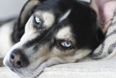 Close-up of a dog with striking blue eyes resting.