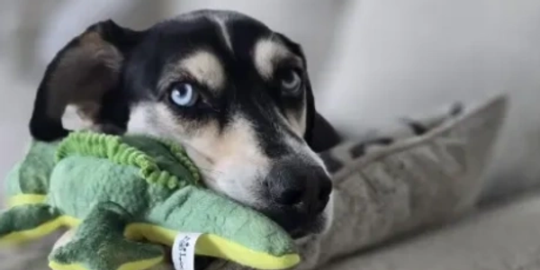 Dog resting head on a green stuffed toy.