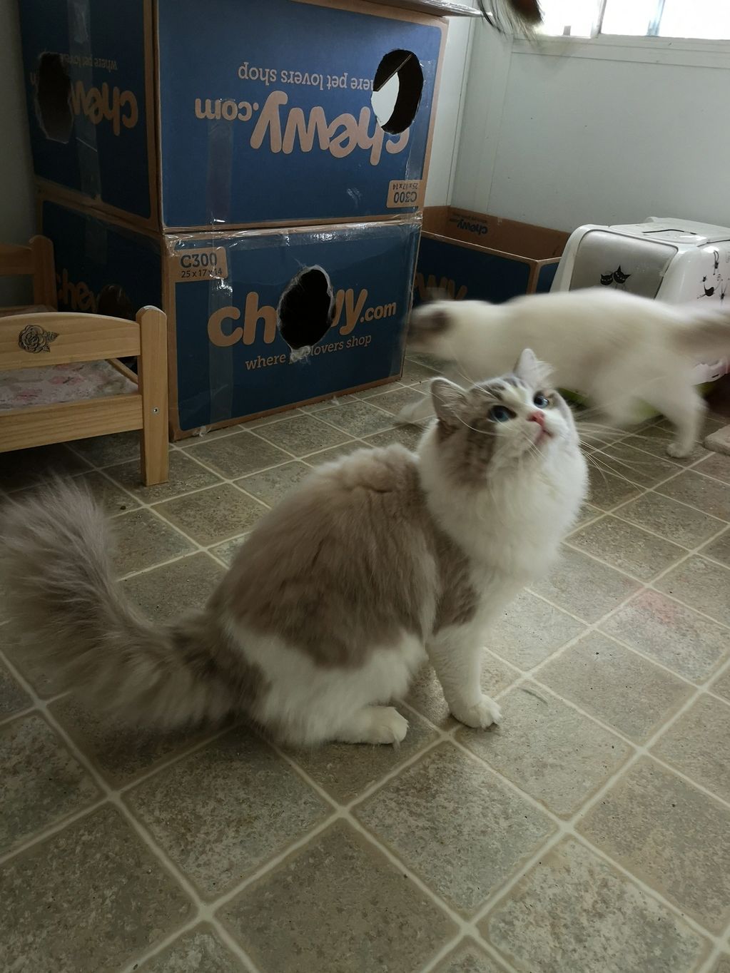 Curated visual reference: Ragdoll Cats And Leukemia Reference: Ragdolls
