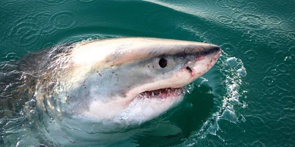 Great White Shark