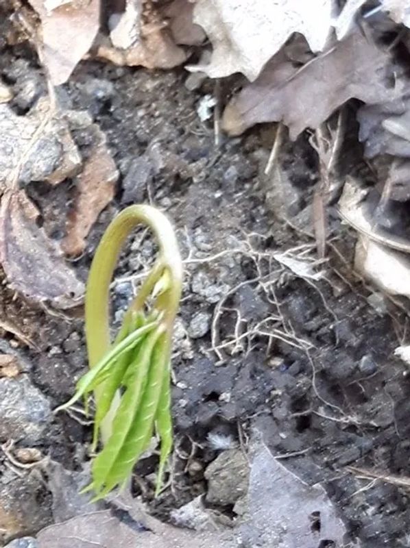 Plante vivace
Au printemps, elle se réveille