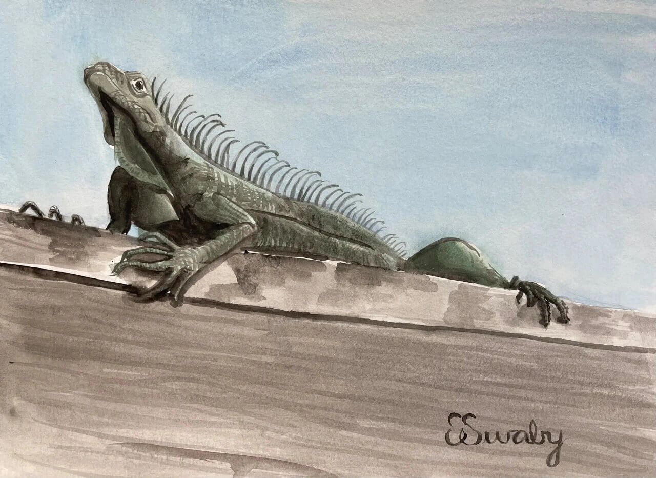 Iguana on Roof Watercolor on Paper