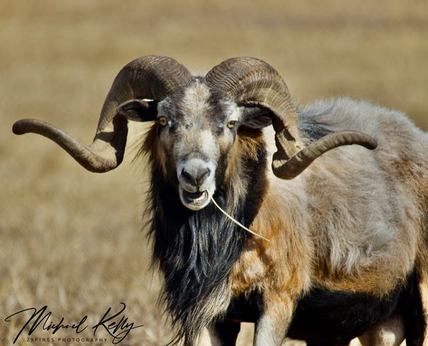 Close-up of a ram with large curved horns.