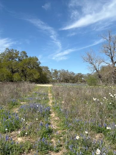 Flower field with trees and blue sky.