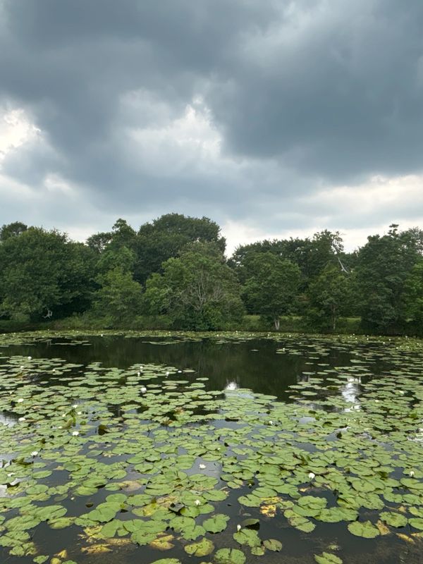 A pond covered with lily pads under a cloudy sky near a forest.
