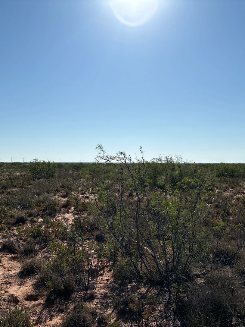Sunny desert landscape with sparse vegetation under a clear blue sky.
