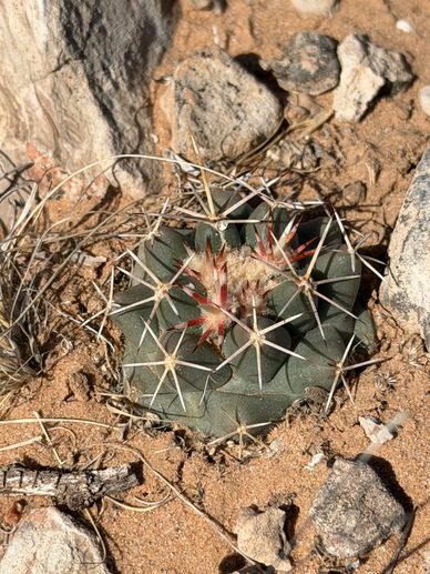 Scheer's pincushion cactus with sharp spines growing in sandy soil among rocks.