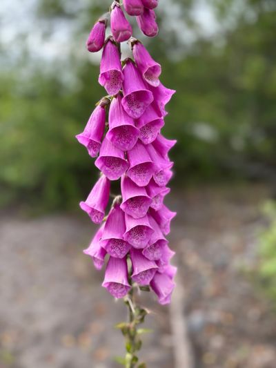 Close-up of vibrant pink foxglove flowers on a blurred natural background.