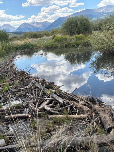 A beaver dam in a mountain landscape with a reflective pond and cloudy sky.